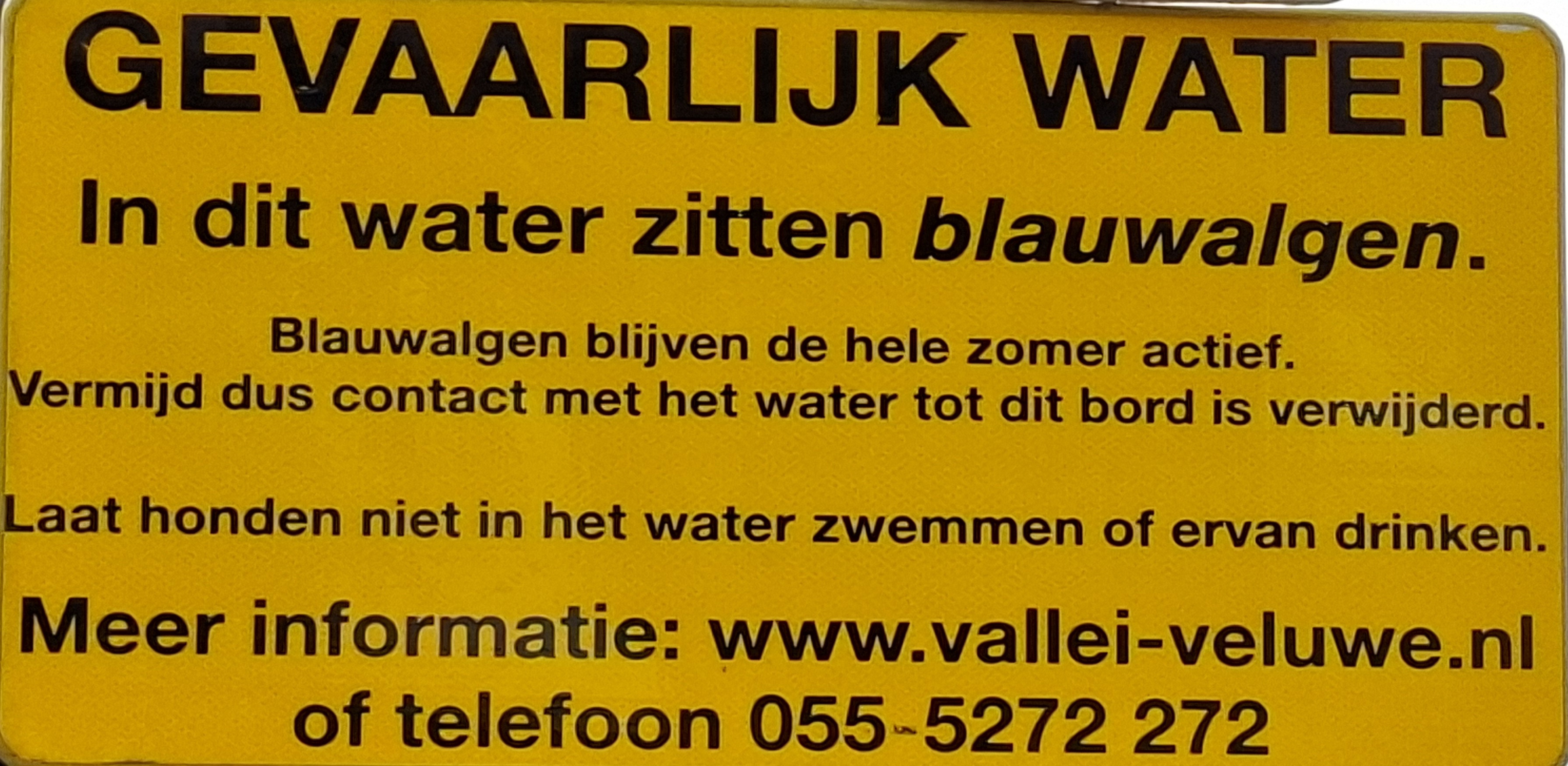 Gemeente waarschuwt voor blauwalg in haven van Nijkerk: vermijd contact met het water